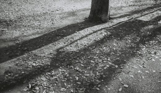 本日の証明写真のご注文